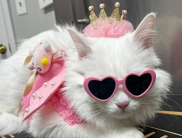 Preventive Care for Cats